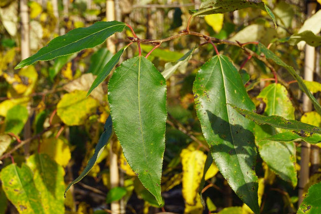 Populus balsamifera blad