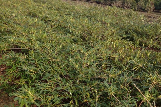 Prunus laurocerasus 'Zabeliana'