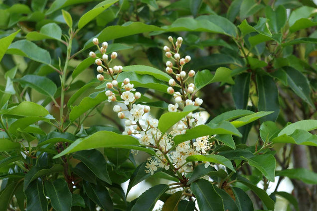 Prunus lusitanica bloem