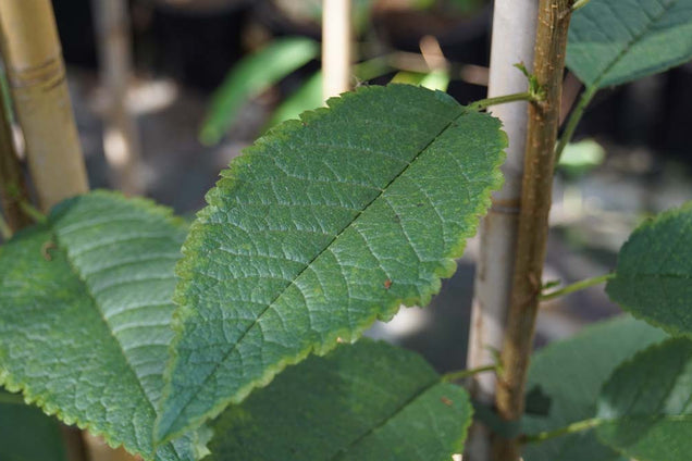 Prunus schmittii blad