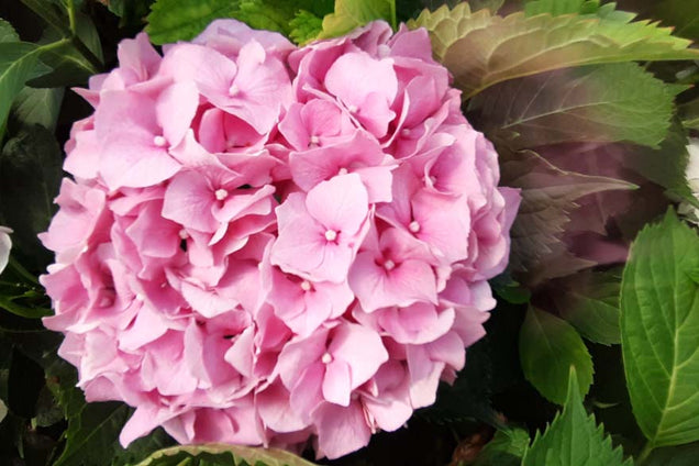 Hydrangea macrophylla 'Deutschland' bloem