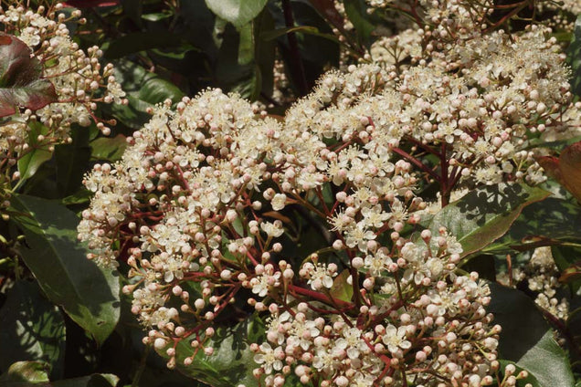 Photinia fraseri 'Red Robin' bloem