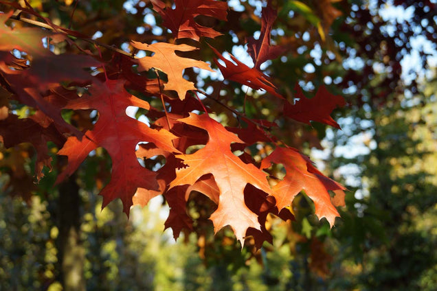 Quercus coccinea herfstkleur