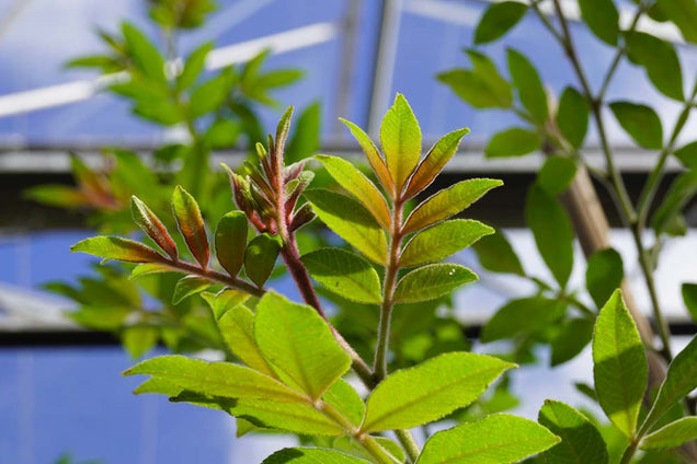Zanthoxylum alatum planispinum blad