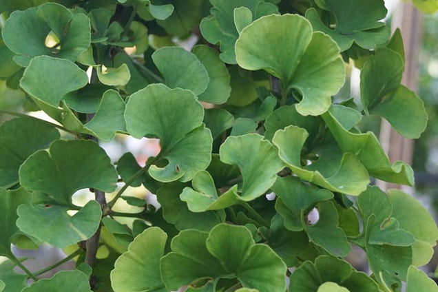 Ginkgo biloba 'Mariken' blad