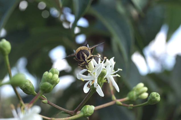 Heptacodium miconioides biodiversiteit