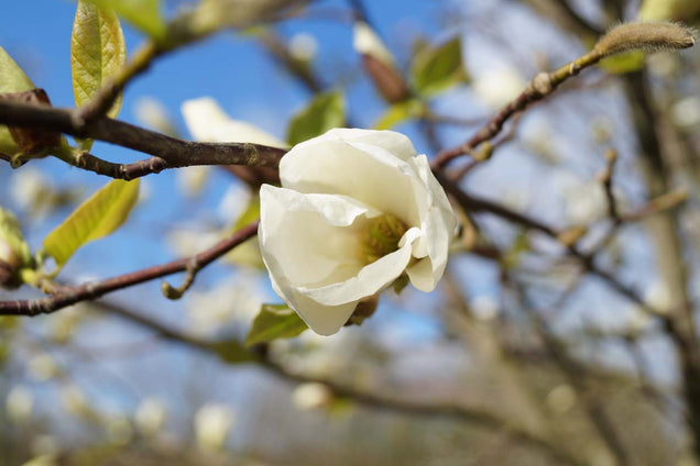 Magnolia kobus bloem