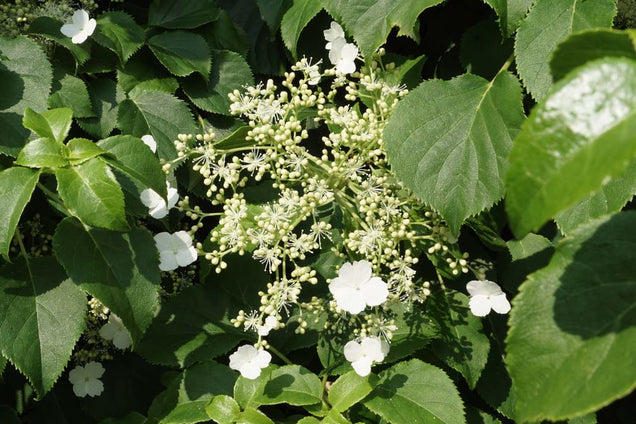 Hydrangea petiolaris bloem