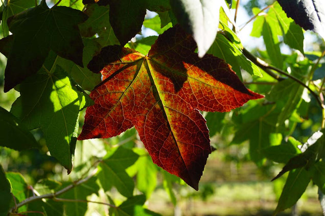 Liquidambar styraciflua herfstkleur