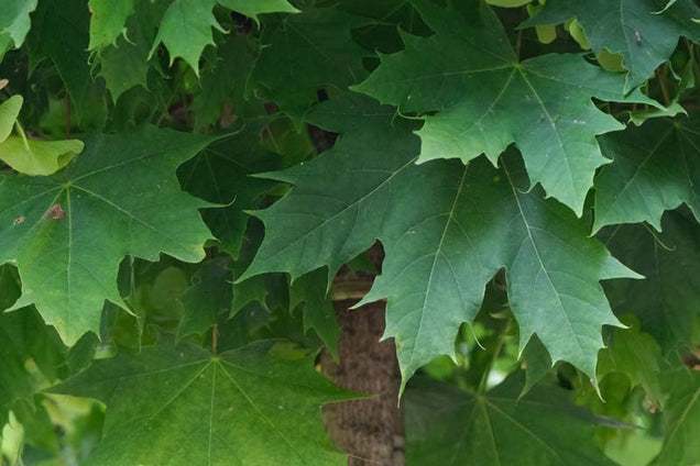 Acer campestre 'Globosum' blad