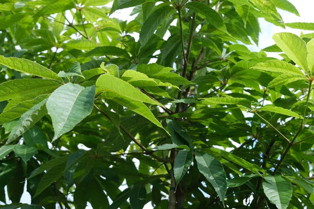 Aesculus glabra blad