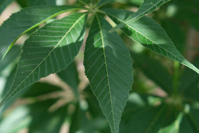 Aesculus indica blad