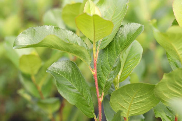 Aronia prunifolia 'Viking' blad