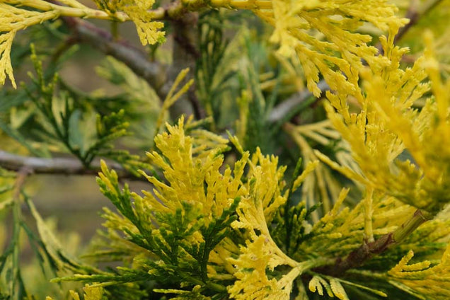 Calocedrus decurrens naald
