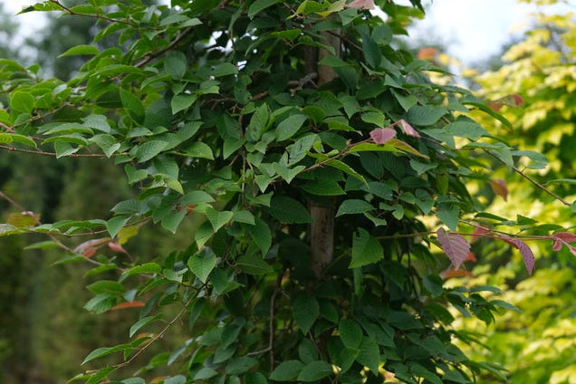Carpinus monbeigiana blad