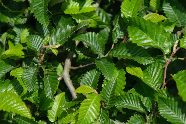 Carpinus orientalis blad