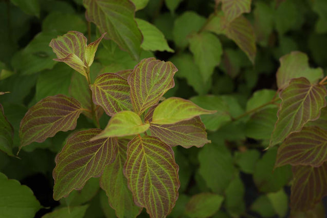 Cornus amomum 'Blue Cloud' blad