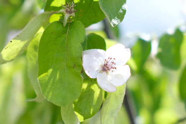Cydonia oblonga bloem