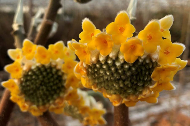 Edgeworthia chrysantha bloem