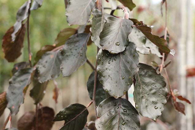 Fagus sylvatica 'Purple Fountain' twijg