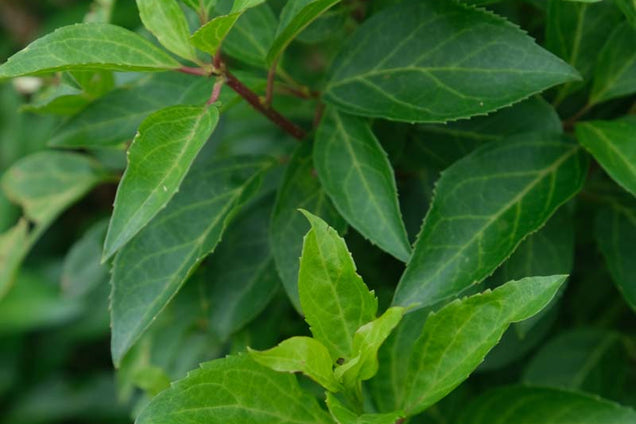 Forsythia intermedia 'Courtalyn' blad