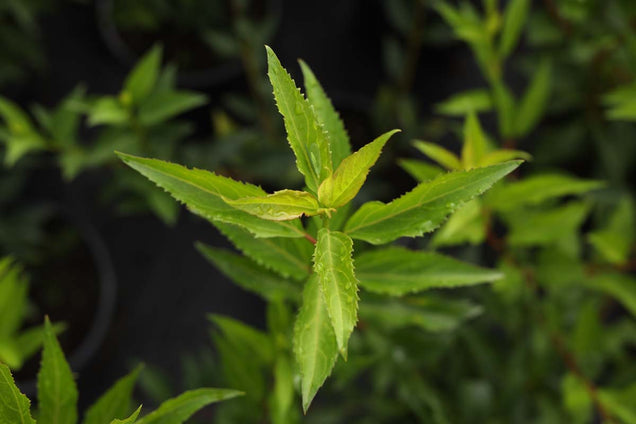 Forsythia intermedia 'Goldzauber' blad