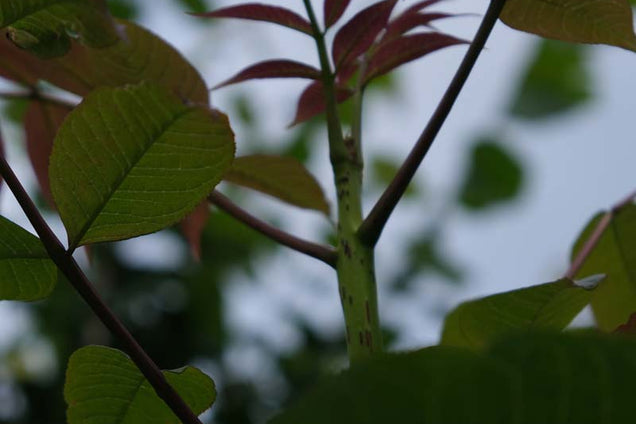 Fraxinus mandshurica blad