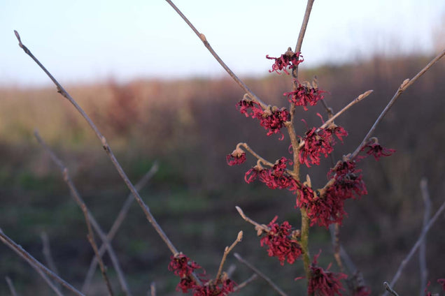 Hamamelis intermedia 'Rubin' bloem