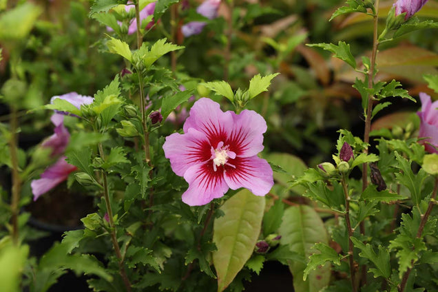 Hibiscus syriacus 'Maike' bloem