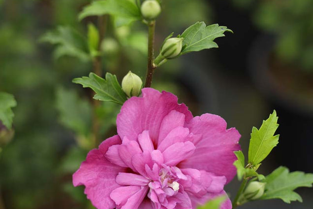 Hibiscus syriacus 'Sanchonyo' bloem