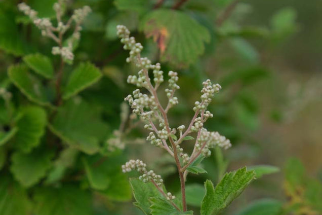 Holodiscus discolor bloemknop