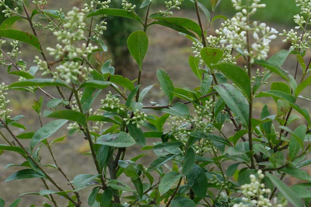 Ligustrum vulgare bloesem