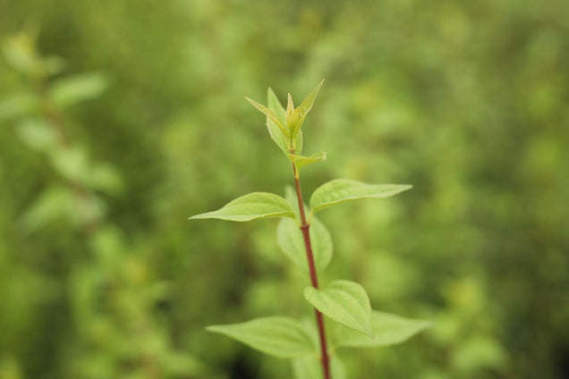 Philadelphus 'Lemoinei' blad