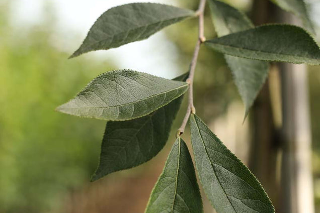 Photinia villosa blad