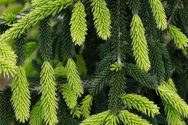 Picea orientalis 'Aureospicata' naald