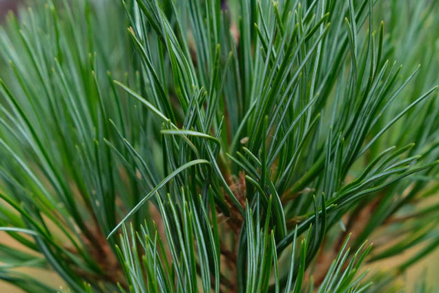 Pinus cembra twijg