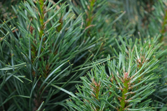 Pinus sylvestris 'Fastigiata' naald