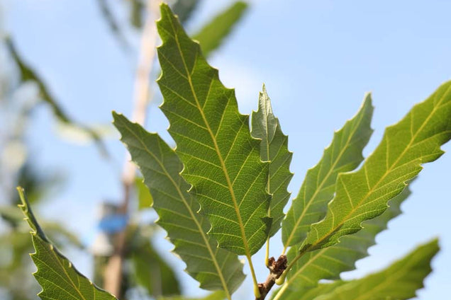 Quercus castaneifolia 'Green Spire' blad