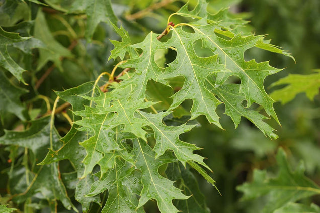 Quercus coccinea 'Splendens' blad