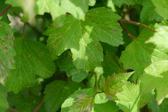 Ribes uva-crispa blad