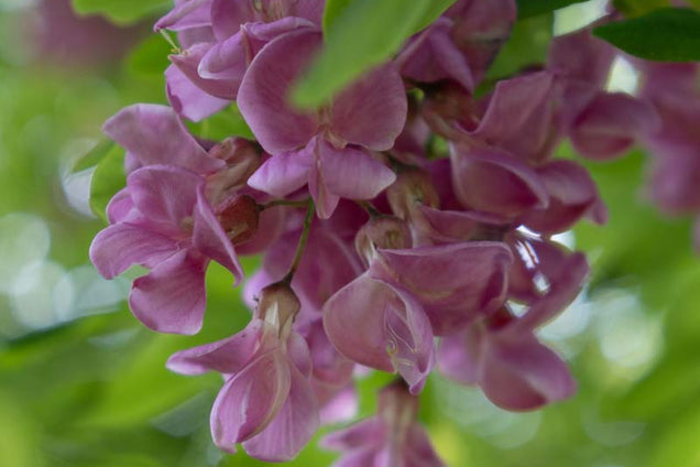 Robinia margaretta 'Pink Cascade' bloem