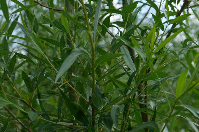 Salix alba 'Chermesina' twijg