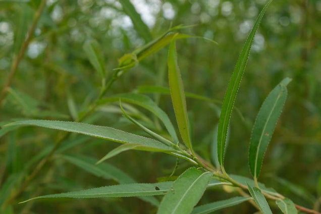 Salix alba vitellina blad