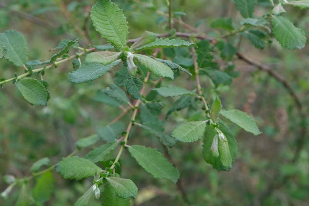 Salix aurita blad