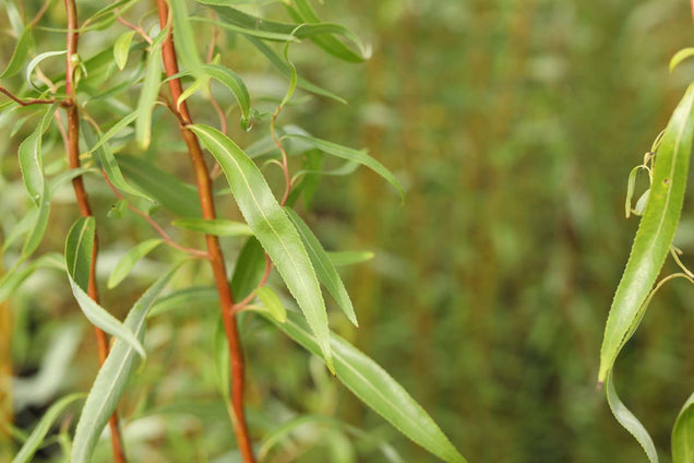 Salix 'Caradoc' blad