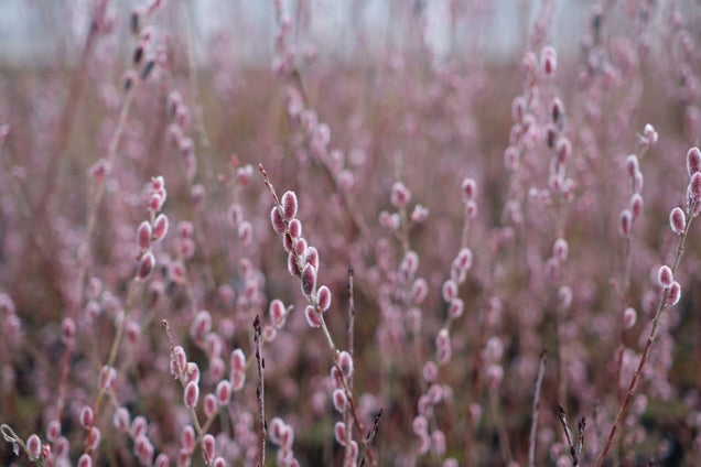 Salix gracilistyla 'Mt. Aso' bloem