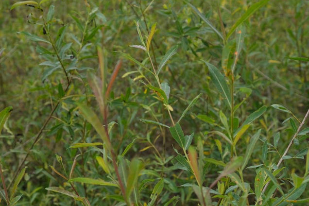 Salix purpurea blad