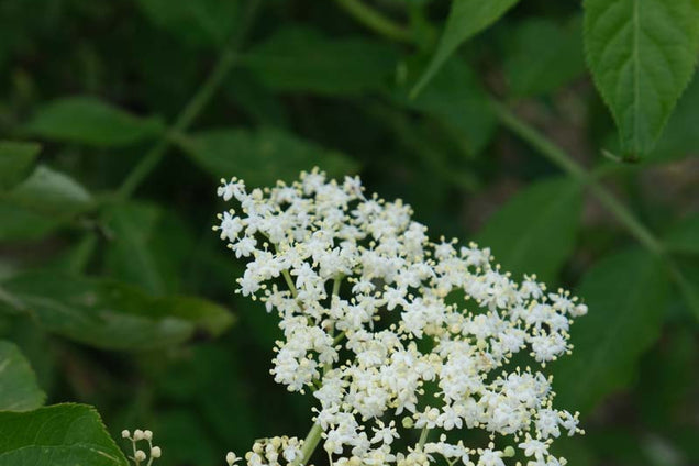 Sambucus nigra bloem