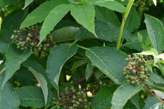 Sambucus racemosa vrucht