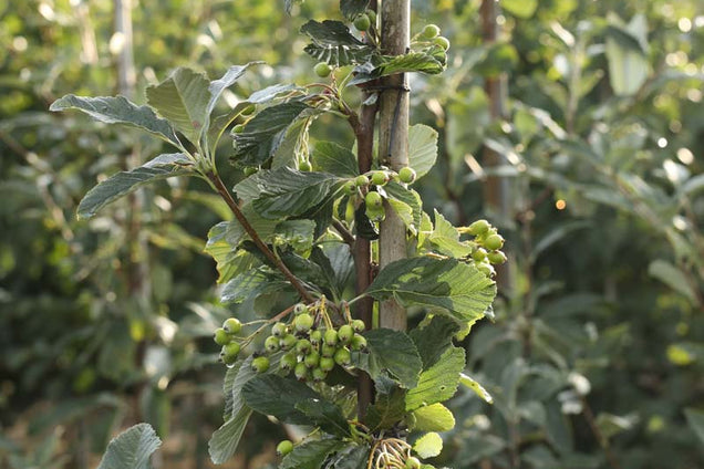 Sorbus aria 'Majestica' vrucht